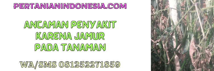 ancaman,gangguan,penyakit,jamur,tanaman,pertanian indonesia